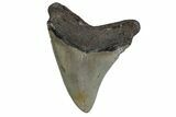 Serrated, Fossil Megalodon Tooth - North Carolina #377972-1